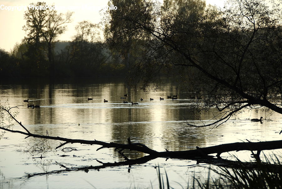 Outdoors, Pond, Water, Flood