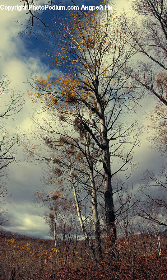 Plant, Tree, Birch, Wood, Landscape, Nature, Scenery
