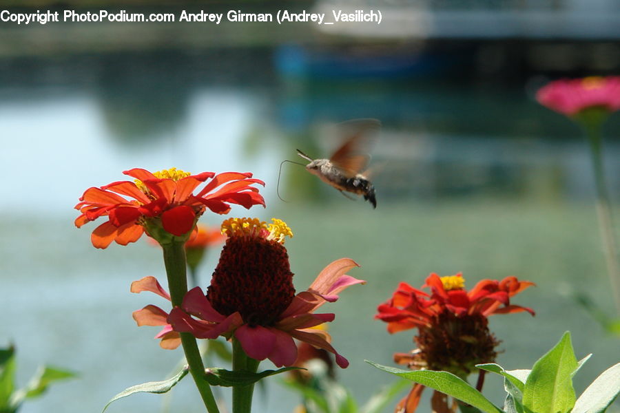 Plant, Potted Plant, Butterfly, Insect, Invertebrate, Moth, Blossom