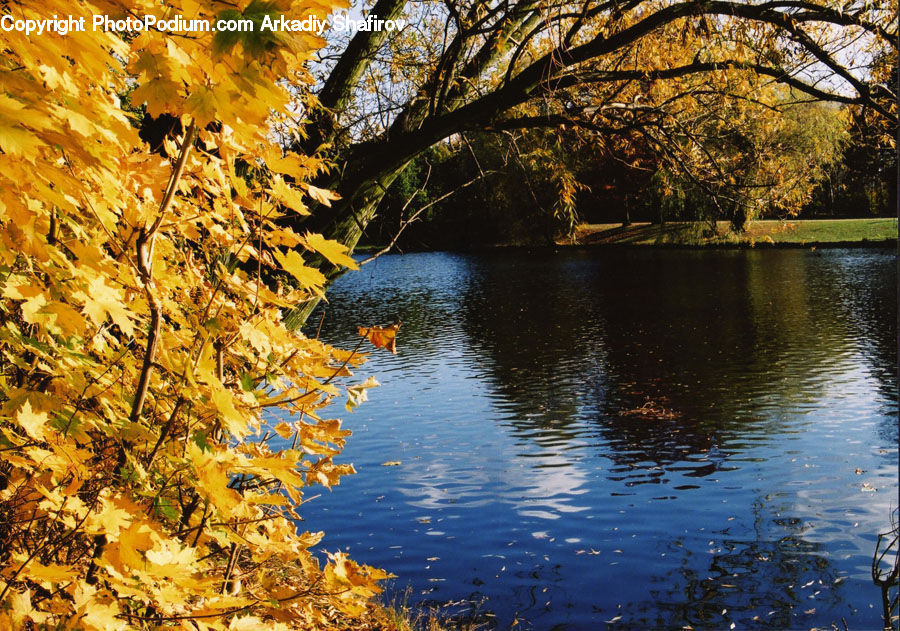 Plant, Outdoors, River, Water, Oak, Tree, Wood