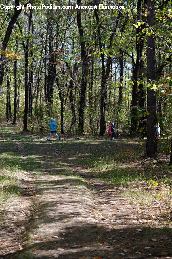 Forest, Vegetation, Dirt Road, Gravel, Road, Grove, Land