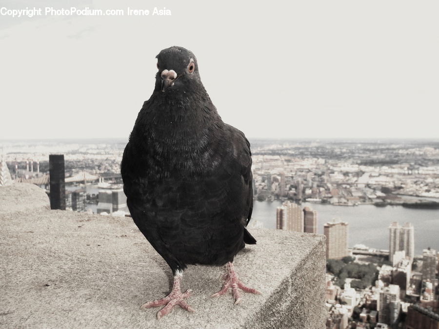 Bird, Pigeon