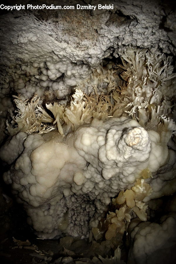 Cave, Bird Nest, Nest