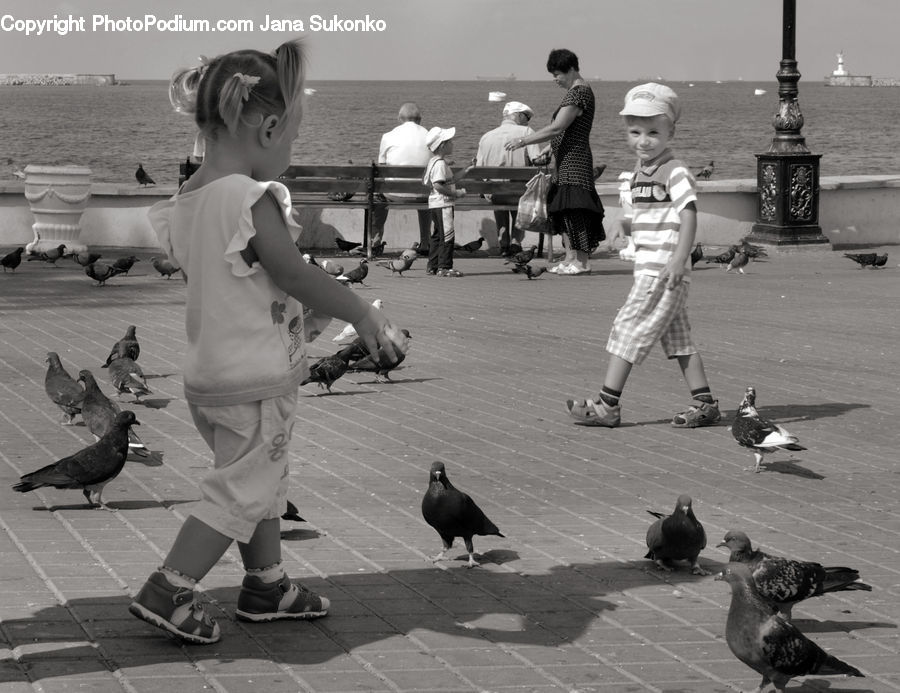 People, Person, Human, Bird, Pigeon, Bench, Dove
