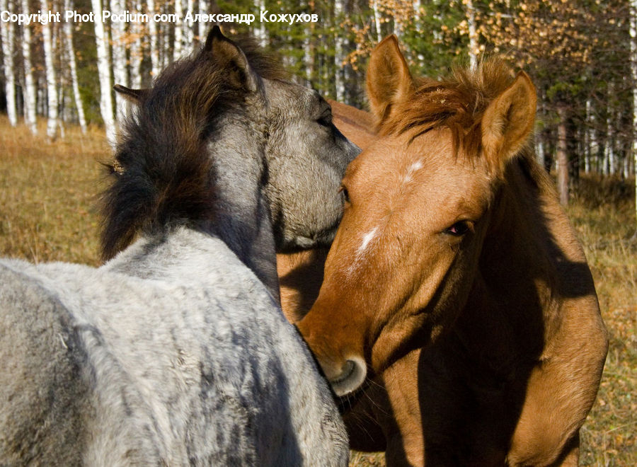 Animal, Colt Horse, Foal, Horse, Mammal