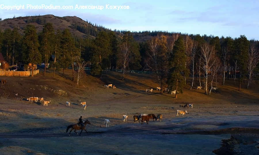Dirt Road, Gravel, Road, Animal, Cattle, Mammal, Forest