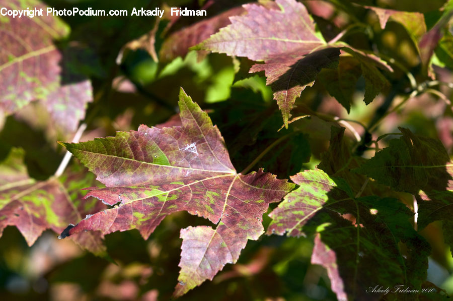 Plant, Vine, Ivy, Blossom, Flora, Flower, Maple