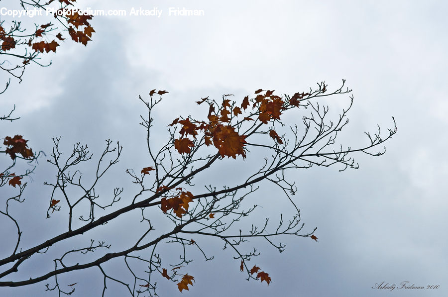 Blossom, Flora, Flower, Plant, Cherry Blossom, Tree