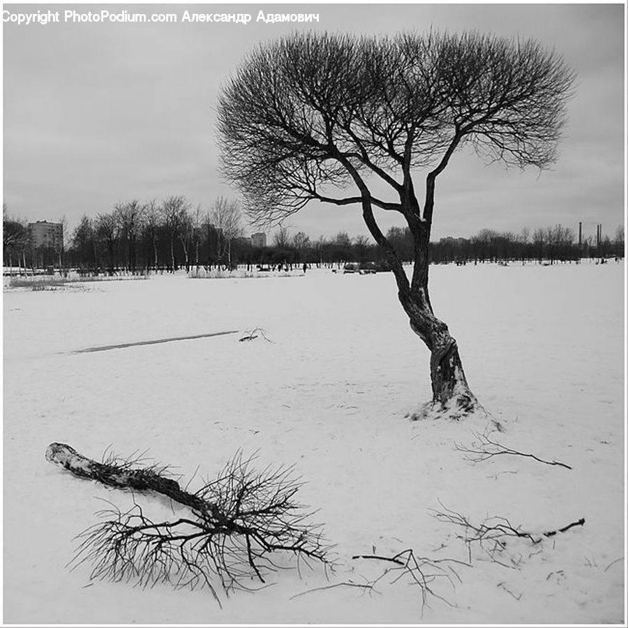 Drawing, Sketch, Plant, Tree, Ice, Outdoors, Snow
