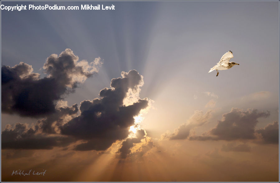 Cloud, Cumulus, Sky, Azure Sky, Outdoors, Aircraft, Airplane