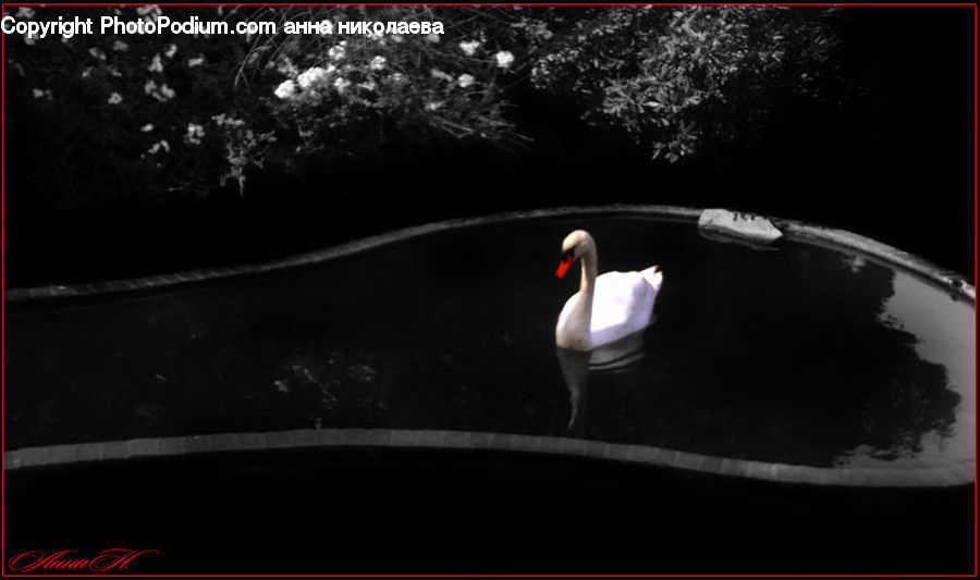 Bird, Swan, Waterfowl, Water