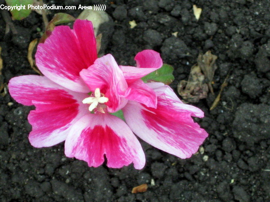 Soil, Blossom, Flora, Flower, Plant, Hibiscus, Poppy