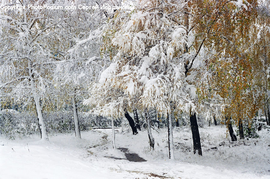 Landscape, Nature, Scenery, Frost, Ice, Outdoors, Snow