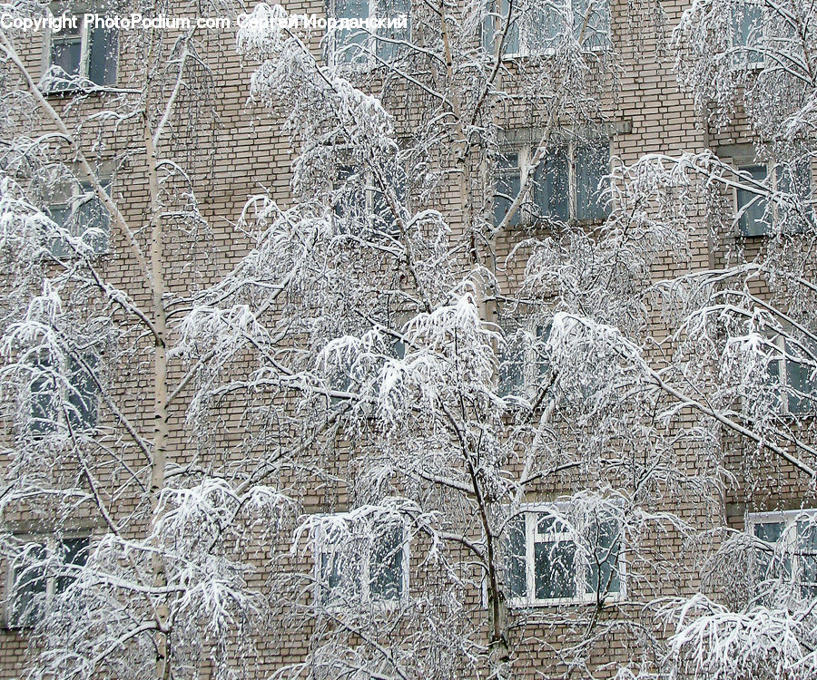 Frost, Ice, Outdoors, Snow, Blizzard, Weather, Winter