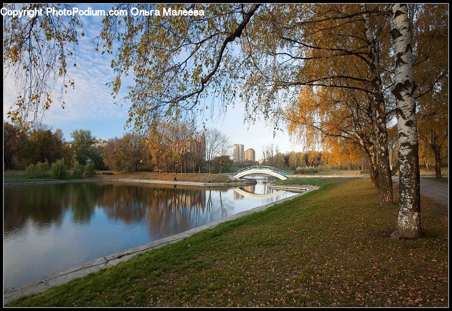 Canal, Outdoors, River, Water, Birch, Tree, Wood