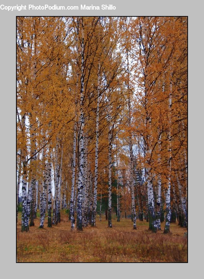 Birch, Tree, Wood, Forest, Vegetation, Conifer, Fir