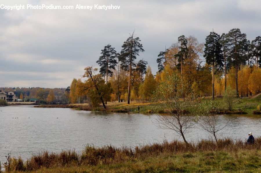 Conifer, Fir, Pine, Plant, Spruce, Tree, Lake