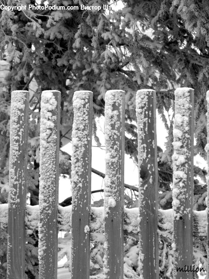 People, Person, Human, Birch, Tree, Wood, Forest