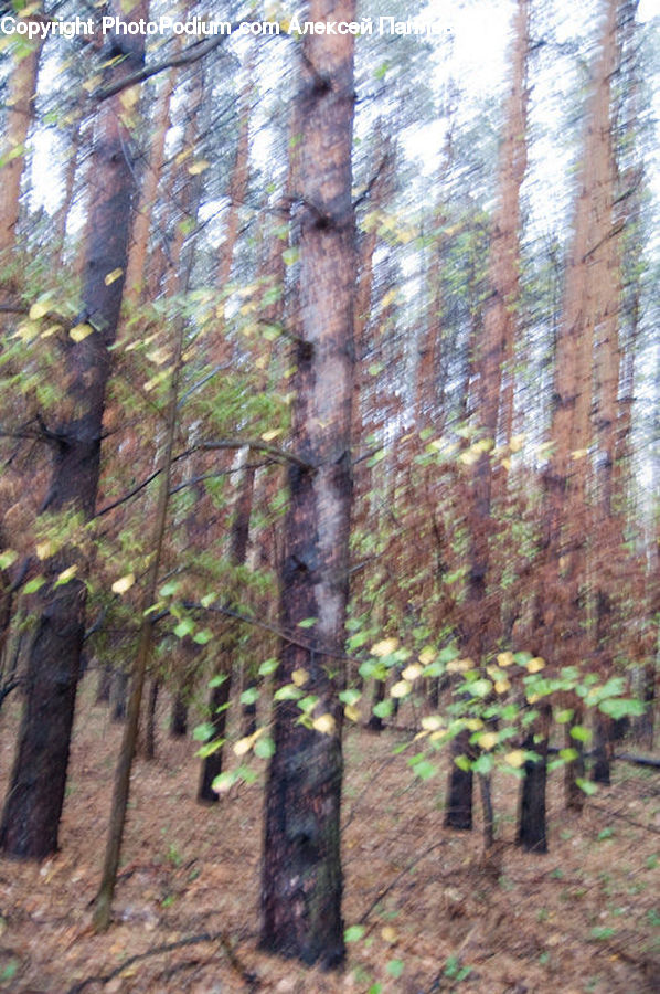 Fir, Redwood, Tree, Wood, Birch, Forest, Vegetation
