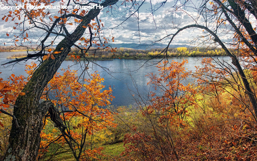 Plant, Tree, Birch, Wood, Oak, Leaf, Sycamore