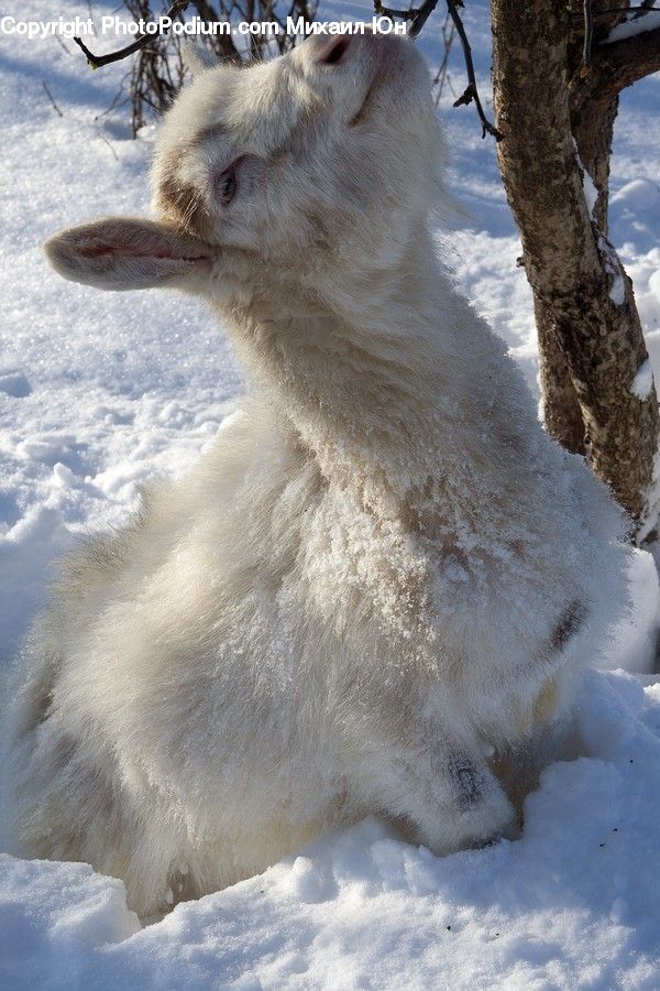 Animal, Goat, Mammal, Mountain Goat, Piste, Skiing, Slide