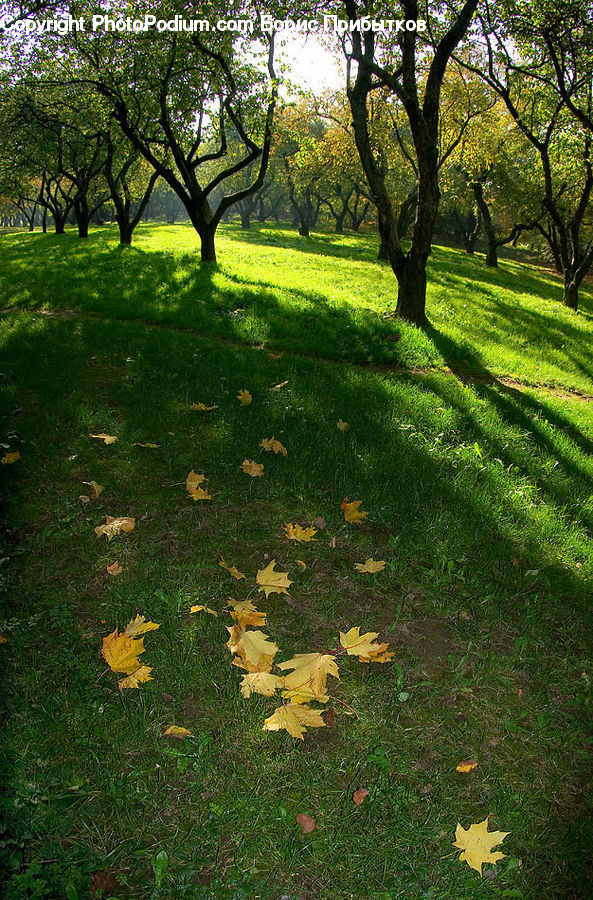 Ivy, Plant, Vine, Maple, Maple Leaf, Park, Field
