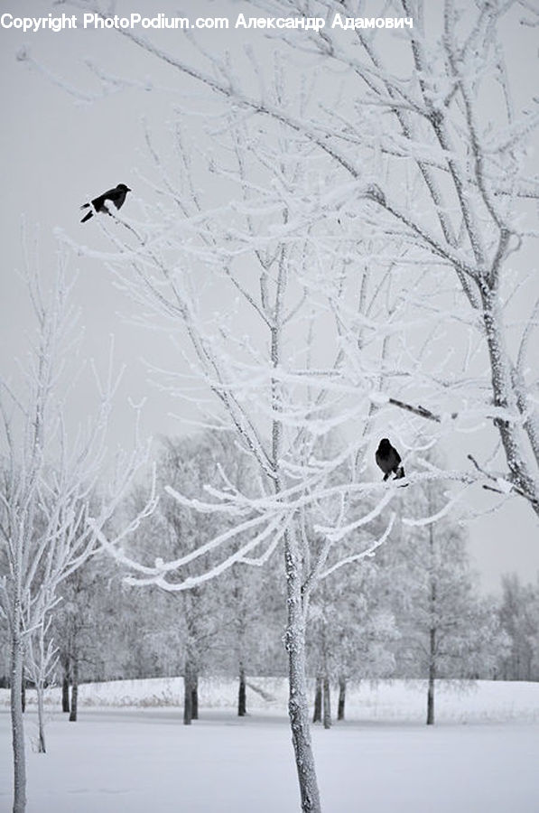Ice, Outdoors, Snow, Plant, Tree