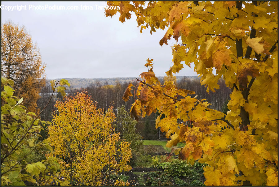 Conifer, Fir, Plant, Tree, Fruit, Grapes, Leaf