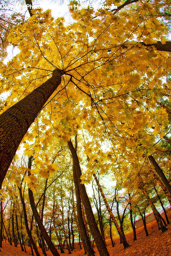 Plant, Tree, Forest, Vegetation, Maple, Wood, Birch