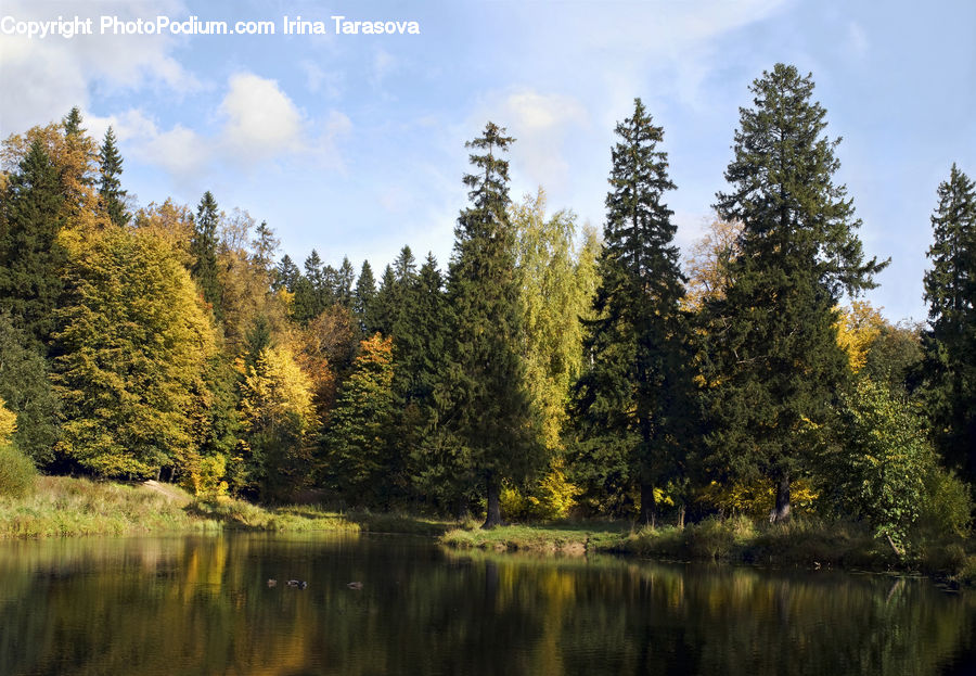 Conifer, Fir, Plant, Tree, Outdoors, Pond, Water