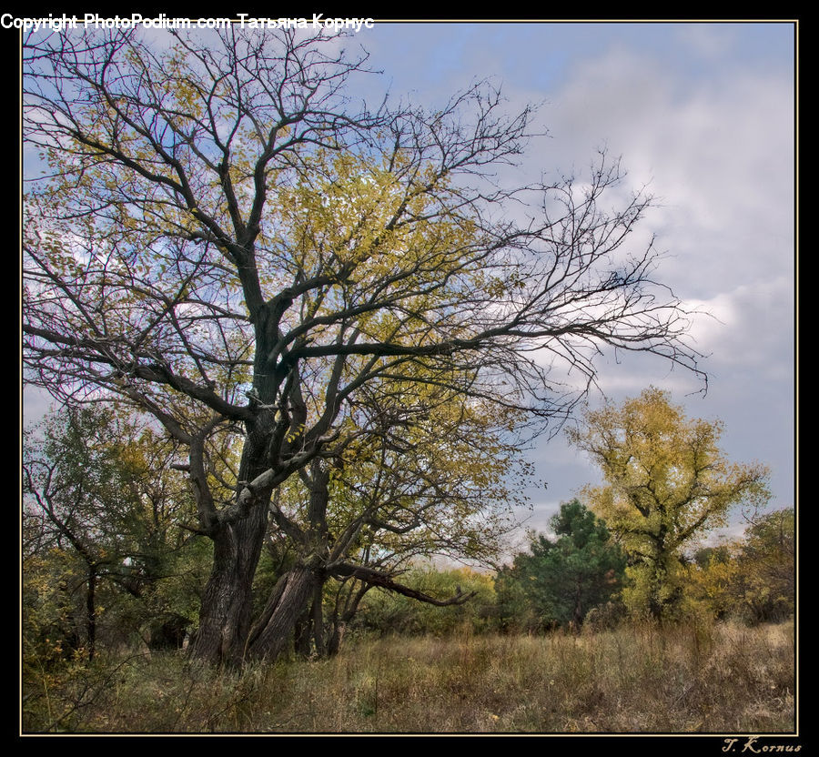 Plant, Tree, Oak, Wood, Dirt Road, Gravel, Road