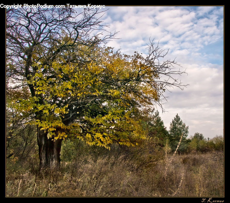 Grassland, Outdoors, Savanna, Dirt Road, Gravel, Road, Bush