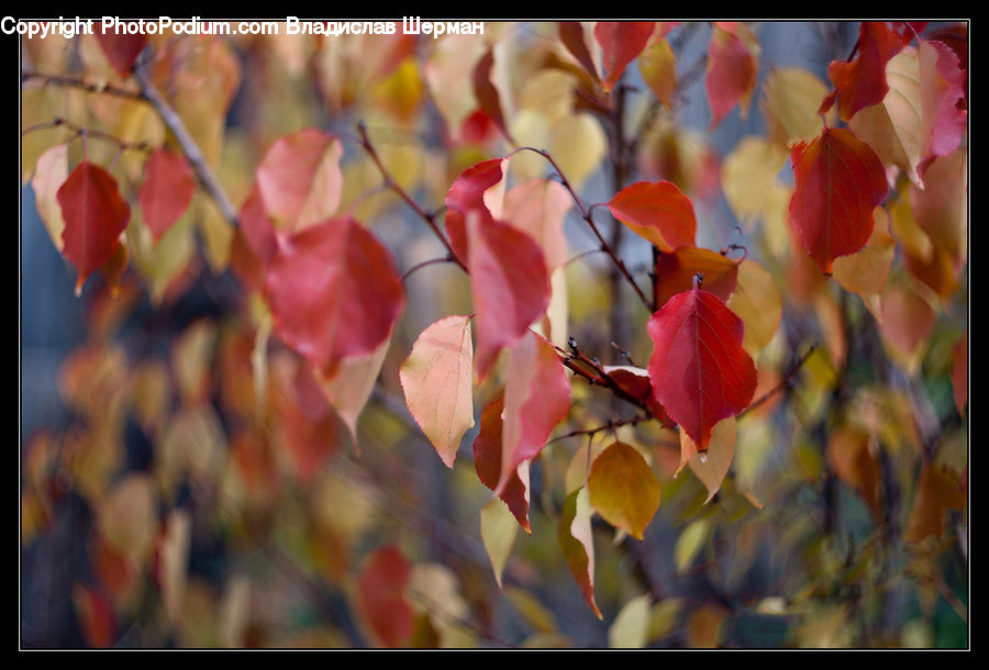 Maple, Maple Leaf, Plant, Ivy, Vine, Blossom, Flora