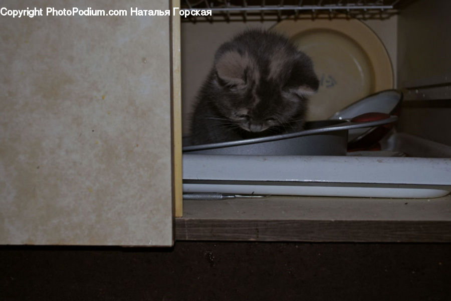 Animal, Cat, Mammal, Pet, Computer, Electronics, LCD Screen