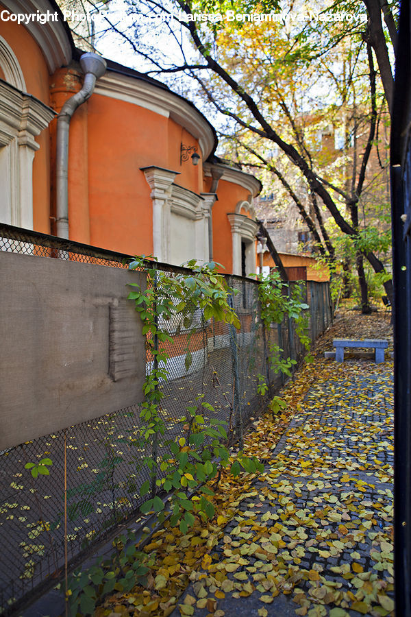 Boardwalk, Path, Pavement, Sidewalk, Walkway, Ivy, Plant