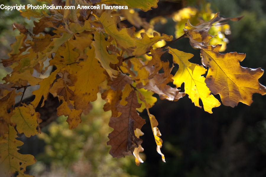 Oak, Tree, Wood, Maple, Maple Leaf, Plant, Vine