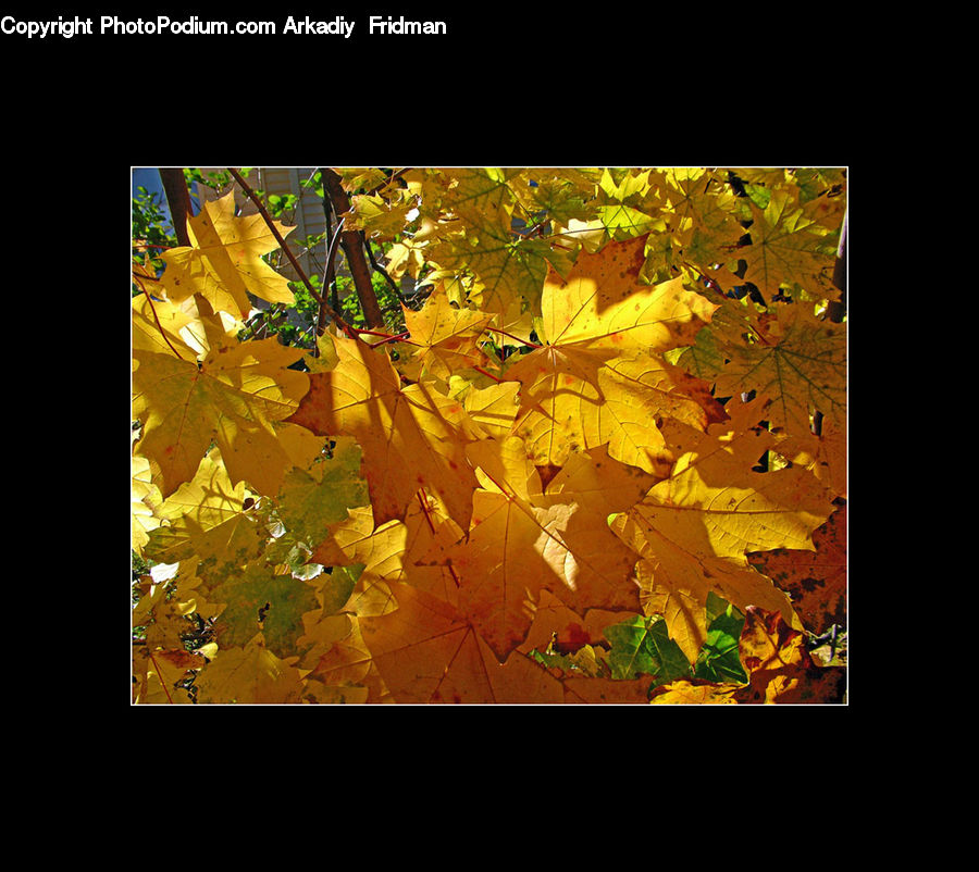 Art, Modern Art, Maple, Maple Leaf, Plant, Tree, Wood