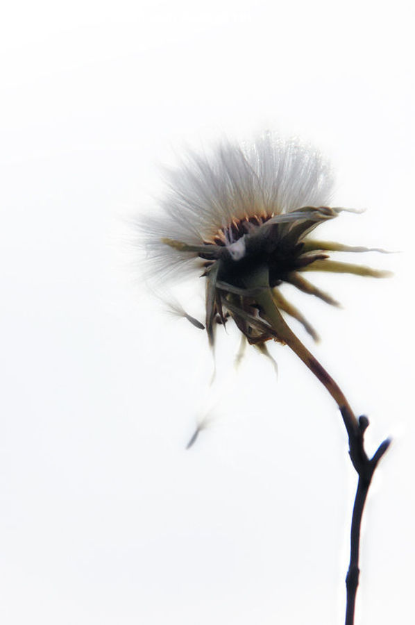 Dandelion, Flower, Plant, Flora, Thistle, Weed, Daisies