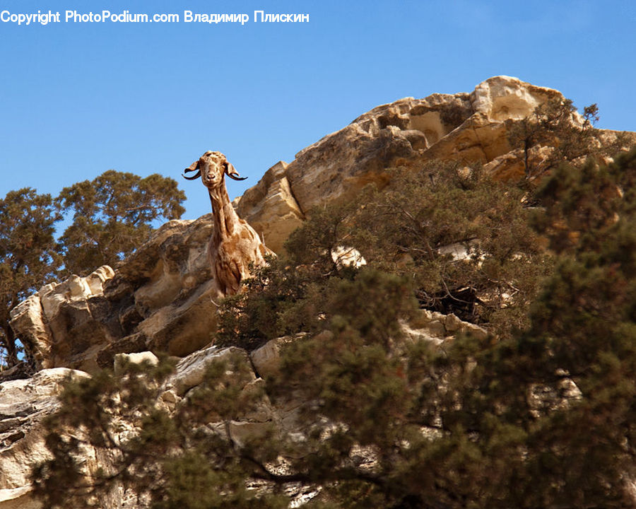 Bird, Booby, Crest, Mountain, Outdoors, Peak, Adventure