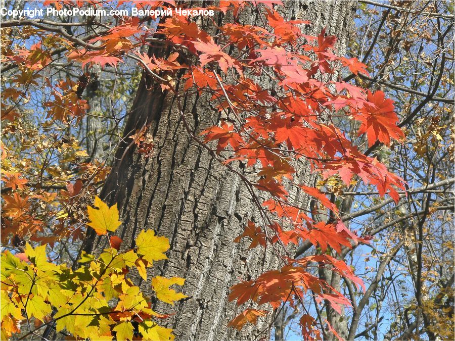 Maple, Tree, Wood, Plant, Potted Plant, Conifer, Fir