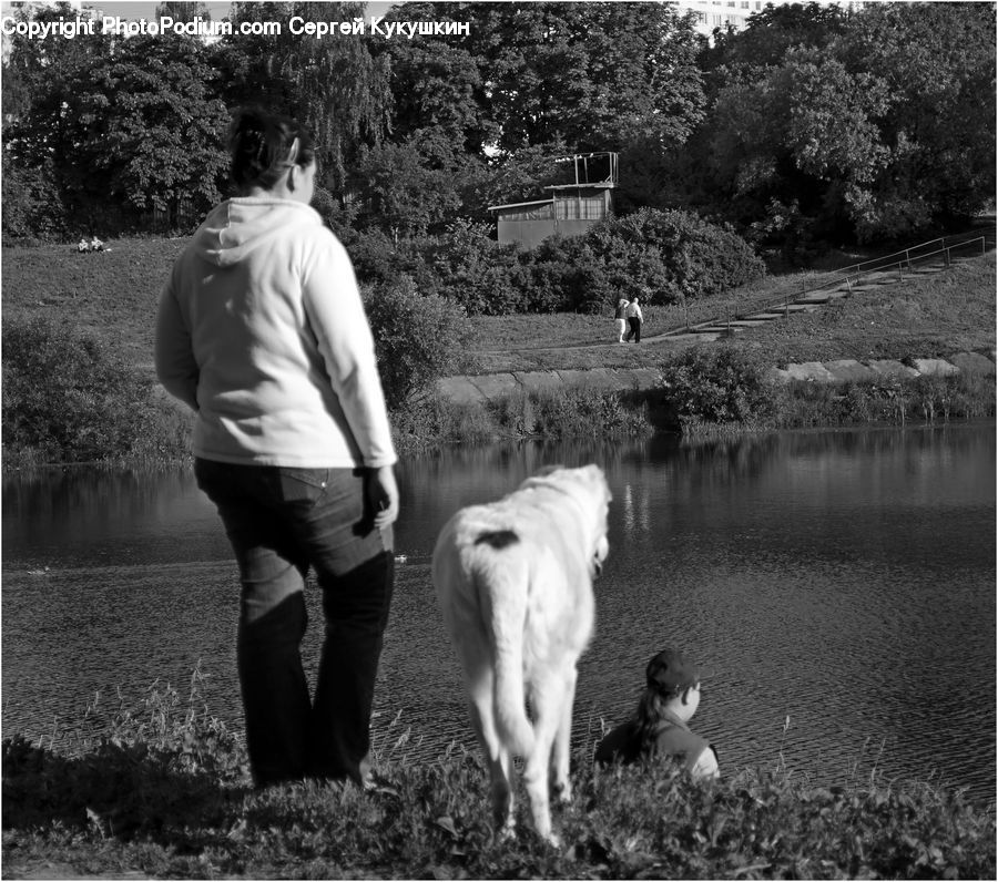 Human, People, Person, Animal, Canine, Collie, Dog