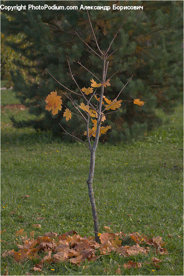 Maple, Maple Leaf, Plant, Conifer, Fir, Tree, Leaf
