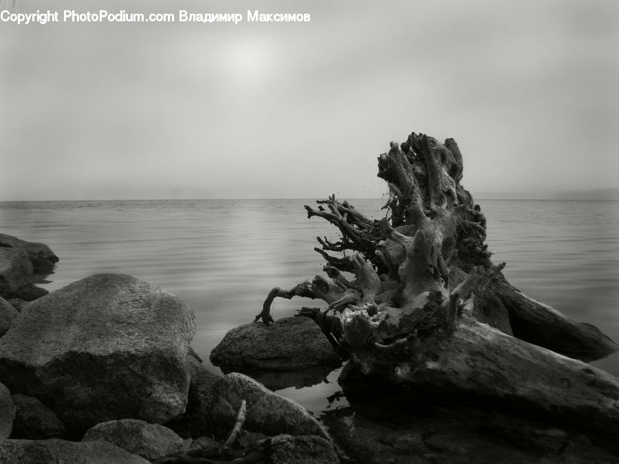 Rock, Tree Stump, Coast, Outdoors, Sea, Water, Driftwood