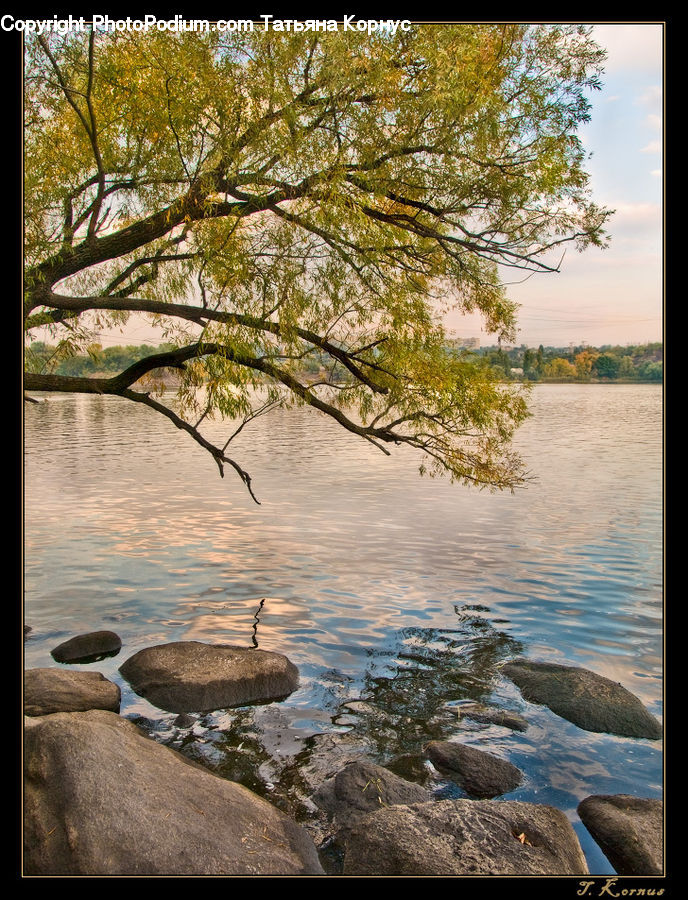 Plant, Tree, Rock, Land, Marsh, Outdoors, Swamp