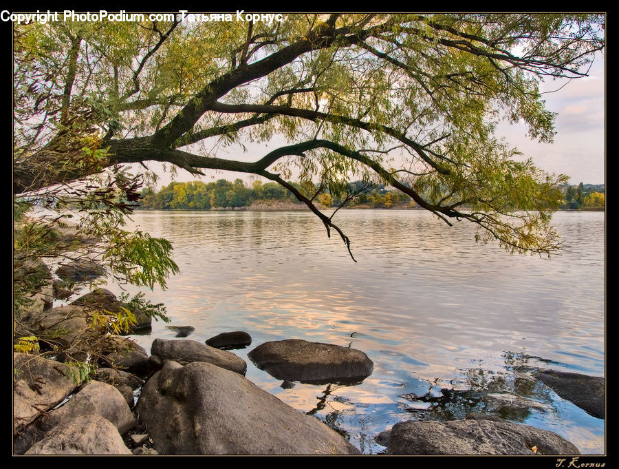 Plant, Potted Plant, Rock, Outdoors, River, Water, Algae