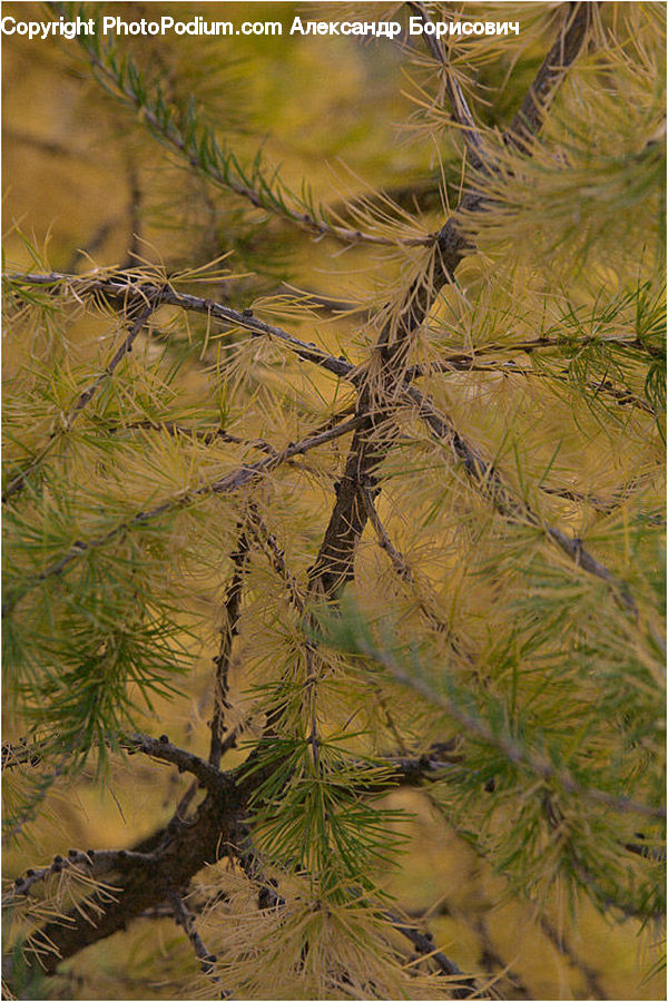Conifer, Larch, Tree, Wood, Fir, Plant, Pine