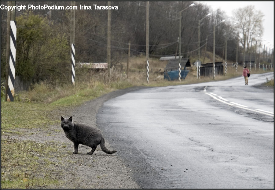 Road, Freeway, Highway, Path, Trail, Animal, Canine