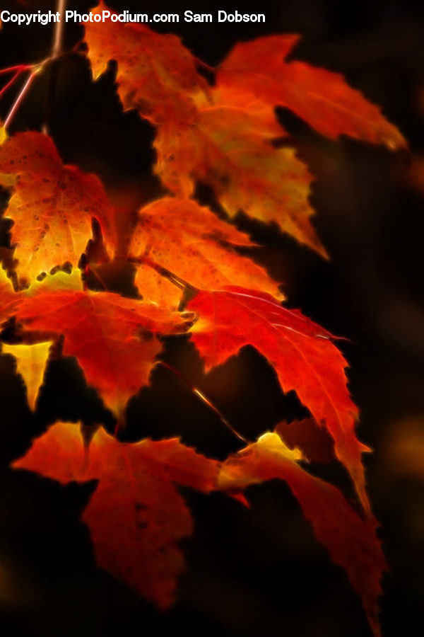 People, Person, Human, Maple, Tree, Wood, Maple Leaf