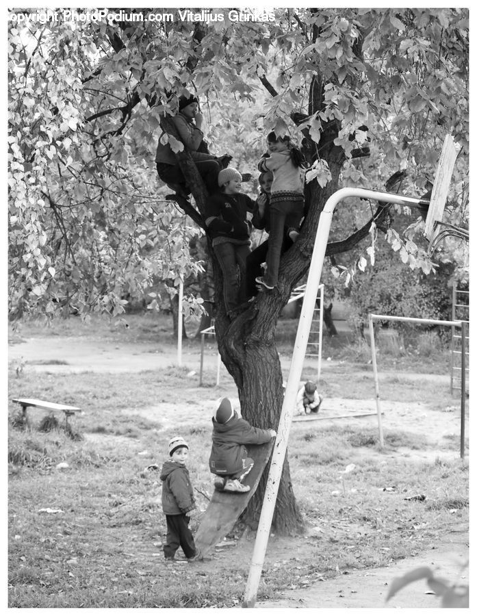 People, Person, Human, Outdoors, Plant, Tree, Forest