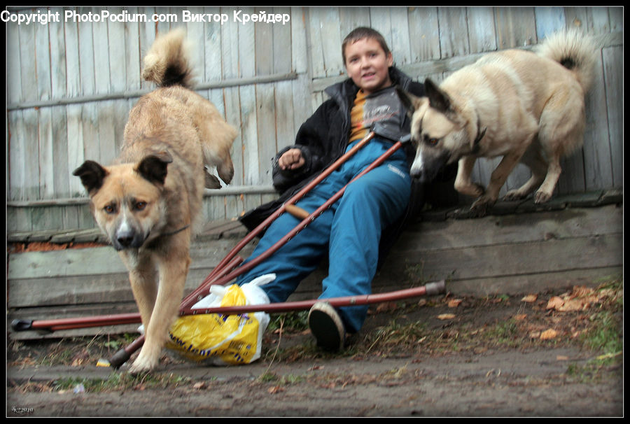 People, Person, Human, Animal, Chow, Dog, Pet